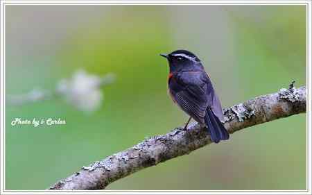 阿里山鴝(栗背林鴝) 台湾特有鸟类