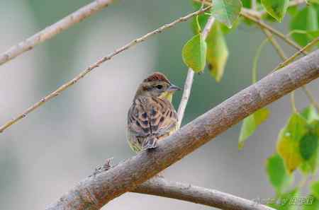 请教鸟名:这是黄胸巫鸟吗?