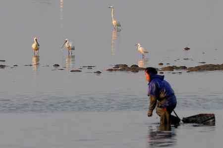 不吐不快：深圳红树林 不和谐
