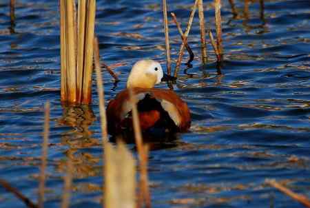 风中受伤的赤麻鸭