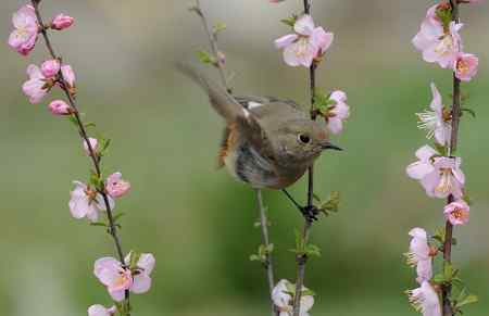 北红,大斑啄木鸟,红嘴蓝鹊等
