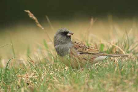 红尾巴鸟钻进灌木丛:灰头鹀回来了! 红尾巴鸟钻进灌木丛:灰头鹀回来了!