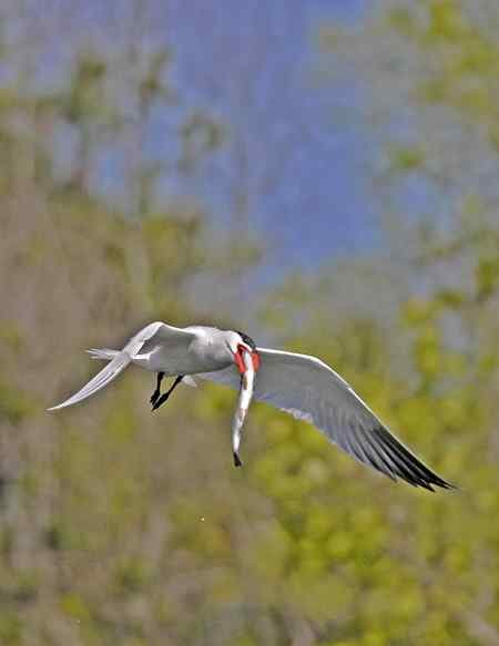 美国洛杉矶的燕鸥