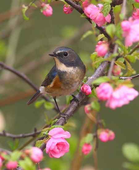 桃花枝头一红胁