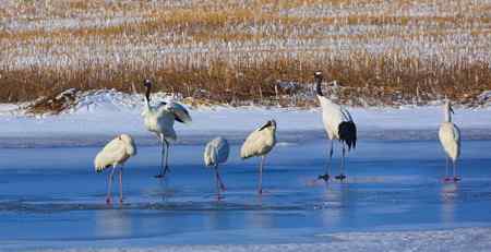 阳春三月莅临盘锦的白鹤