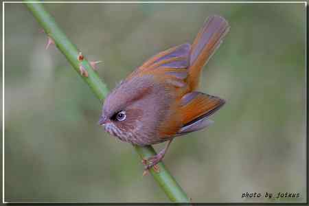 台湾合欢山三千米的驚豔