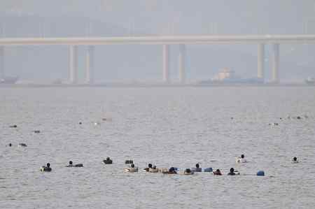 不吐不快：深圳红树林 不和谐