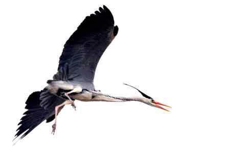 似大鹏展翅（苍鹭）