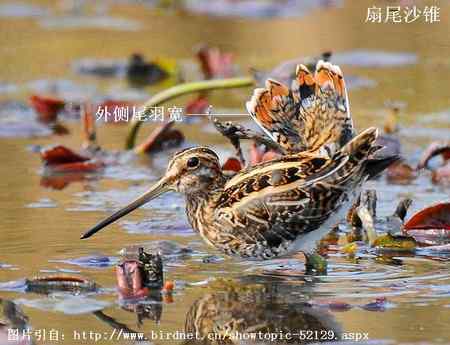 扇尾沙锥和针尾沙锥主要区别