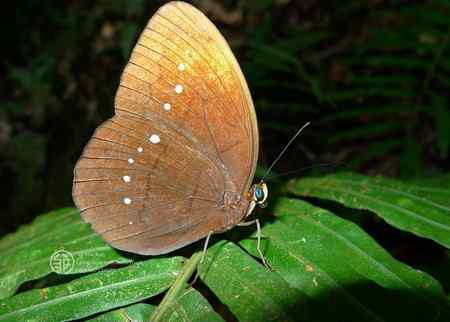 微距镜头前的蝴蝶