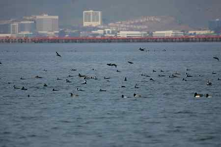 斑头海番鸭之探索片