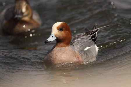 逮着近的赤颈鸭