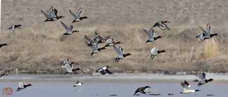 浑河初开丽鸭来红头潜鸭