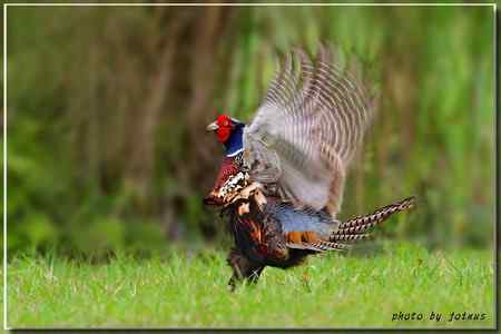 環頸雉【组图】