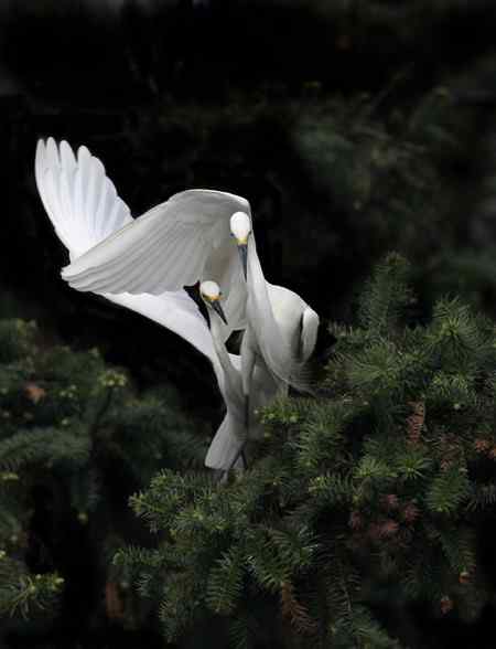 春天的探戈---南昌象山白鹭