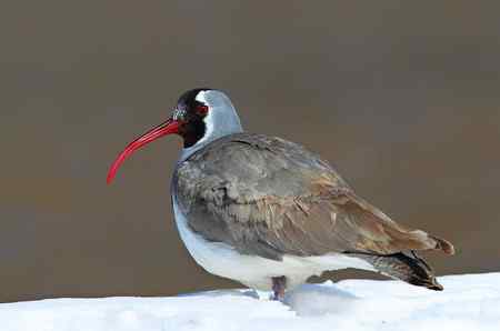 忻州牧马河的鹮嘴鹬