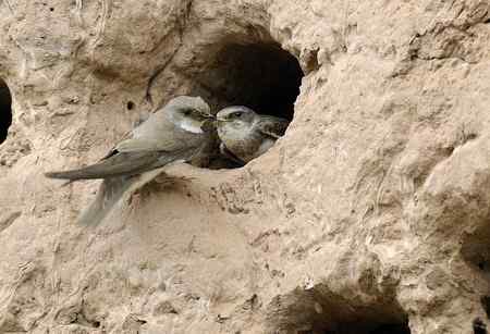 崖沙燕和冠鱼狗