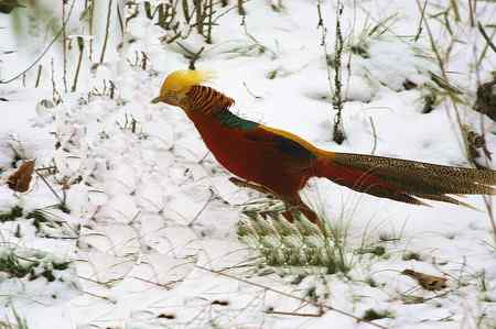 红腹锦鸡报晓贺新春