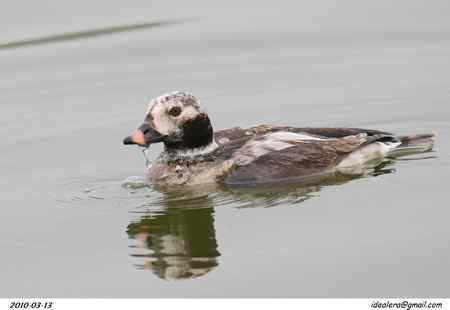 旌湖长尾鸭 旌湖长尾鸭