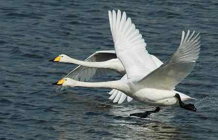 三门峡天鹅   双飞