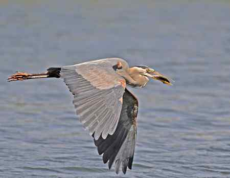 苍鹭吃鱼 美国洛杉矶