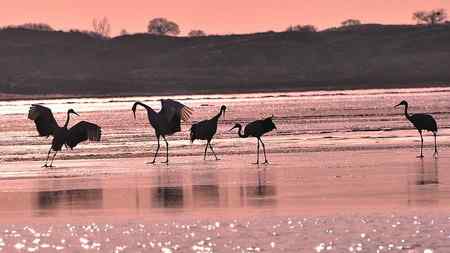 草原贵客－丹顶鹤