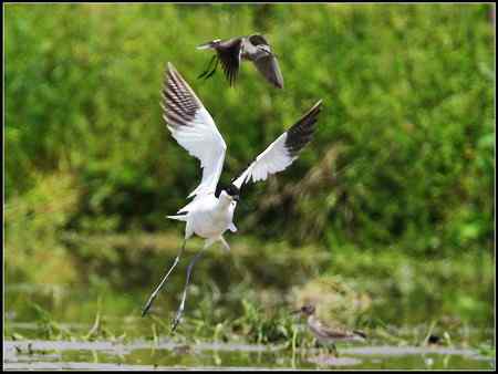 今天收获颇多 发几张综合鸟图 请拍砖！