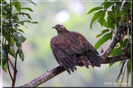 2010雨中的蜂鷹【美图】