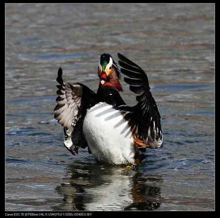 鸳鸯做自由体操
