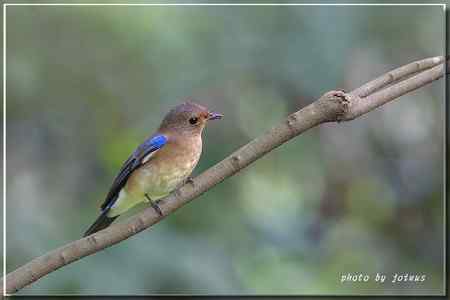 白腹琉璃 白腹姬鹟