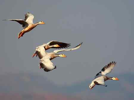 草海斑头雁魅力高清晰组图