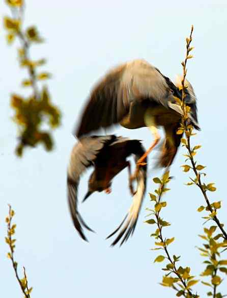 济宁春天的夜鹭