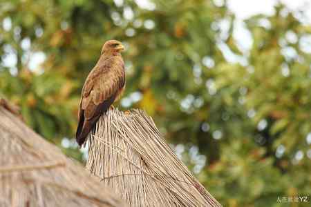 起早了，好困啊！！！