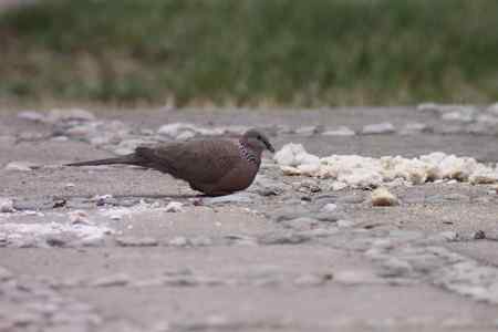 也发点望远镜摄影的片子