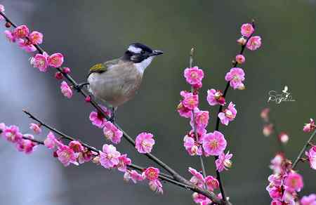 春天杭州的一组林鸟