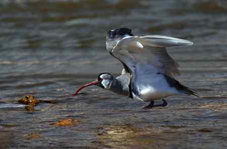 忻州牧马河的鹮嘴鹬