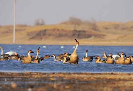 绅士风度的鸿雁 争执觅食地盘
