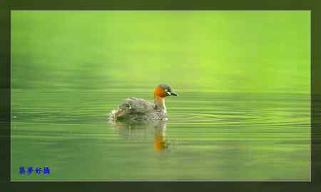小鸊鷉照片大全