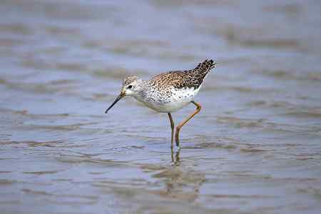 首次春季拍泽鹬