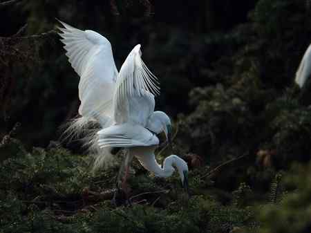 激情象山  白鹭篇（—）