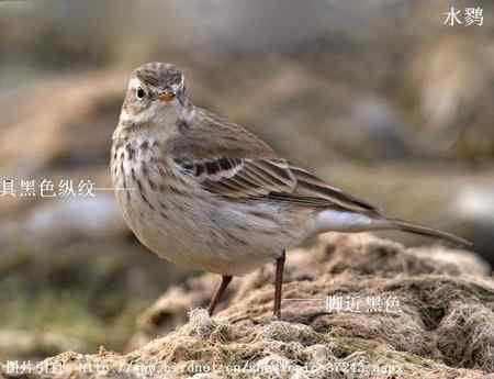 鸟类辨识：水鹨和黄腹鹨