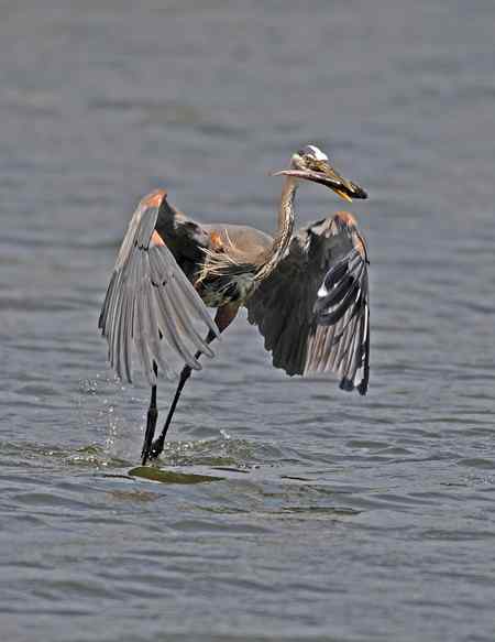 苍鹭吃鱼 美国洛杉矶