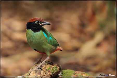 Hooded Pitta   Singapore 鸊鷉——新加坡