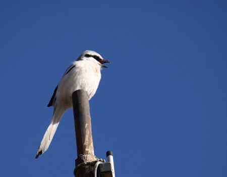 红胁蓝尾鶋【组图】