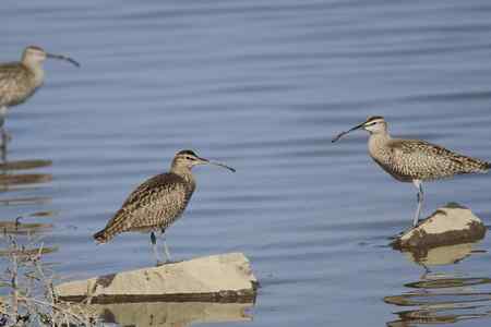 大勺鹬、白腰勺鹬