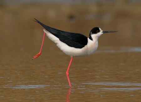 姿态各异之黑翅长脚