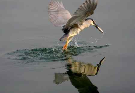济南明湖夜鹭初拍