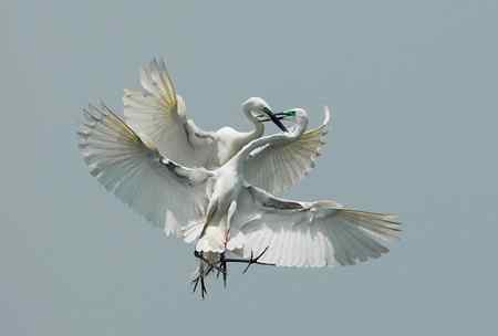 空中芭蕾舞----大白鹭