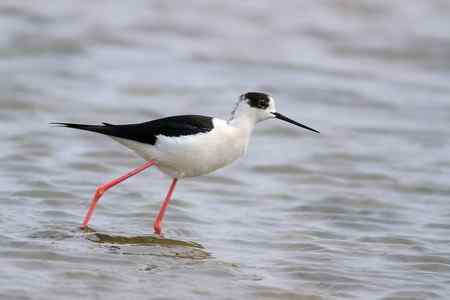 补拍黑翅长脚鹬