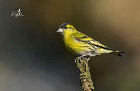 春天杭州的一组林鸟